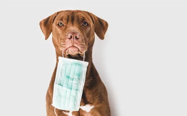 Sniffing Dogs May Hold the Answer to Safer Travel During Covid